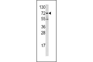 Western blot analysis of FKHR antibody (Center ) (ABIN390584 and ABIN2840907) in 293 cell line lysates (35 μg/lane). (FOXO1 antibody  (AA 454-482))