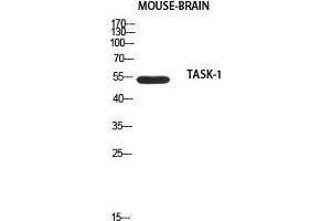 Western Blot (WB) analysis of Mouse Brain using TASK-1 antibody. (KCNK3 antibody)