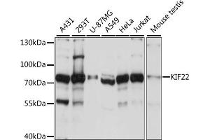 Western blot analysis of extracts of various cell lines, using KIF22 antibody  at 1:1000 dilution. (KIF22 antibody  (AA 456-665))