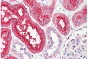 Anti-SLC6A3 / Dopamine Transporter antibody IHC staining of human kidney. (SLC6A3 antibody  (EL2 Region))