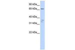 Image no. 1 for anti-IQ Motif Containing E (IQCE) (AA 288-337) antibody (ABIN6741340) (IQCE antibody  (AA 288-337))