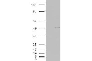 Image no. 2 for anti-Casein Kinase 1, epsilon (CSNK1E) (C-Term) antibody (ABIN374929) (CK1 epsilon antibody  (C-Term))