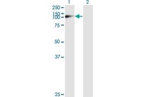 Western Blot analysis of WWP1 expression in transfected 293T cell line by WWP1 monoclonal antibody (M01), clone 1A7. (WWP1 antibody  (AA 152-260))