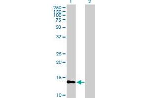 Western Blot analysis of PTS expression in transfected 293T cell line by PTS MaxPab polyclonal antibody. (PTS antibody  (AA 1-145))