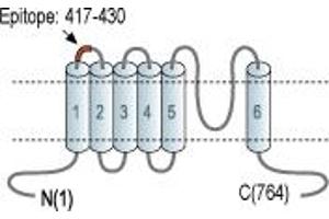 Representative domain view of the target of ABIN7885604.