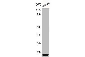 Western Blot analysis of HeLa cells using Brp44L Polyclonal Antibody (BRP44L antibody  (N-Term))