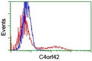 HEK293T cells transfected with either RC213725 overexpress plasmid (Red) or empty vector control plasmid (Blue) were immunostained by anti-C4orf42 antibody (ABIN2454986), and then analyzed by flow cytometry. (CTBP1-AS1 antibody  (AA 1-186))