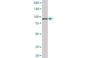 AMPD2 monoclonal antibody (M01A), clone 2F5. (AMPD2 antibody  (AA 86-185))