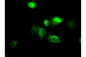 Image no. 2 for anti-Atrial Natriuretic Peptide Receptor 3 (NPR3) antibody (ABIN1499806) (NPR3 antibody)