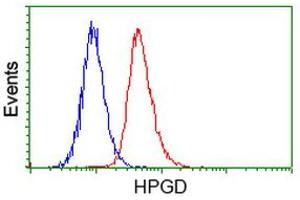 Flow cytometric Analysis of Hela cells, using anti-HPGD antibody (ABIN2454328), (Red), compared to a nonspecific negative control antibody, (Blue). (HPGD antibody)