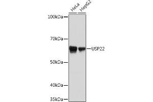 Western blot analysis of extracts of various cell lines, using USP22 Rabbit mAb (ABIN7271150) at 1:1000 dilution. (USP22 antibody)