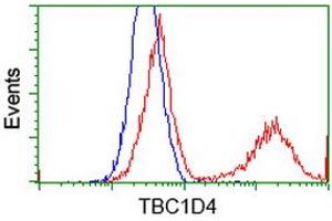 HEK293T cells transfected with either RC212105 overexpress plasmid (Red) or empty vector control plasmid (Blue) were immunostained by anti-TBC1D4 antibody (ABIN2454446), and then analyzed by flow cytometry. (TBC1D4 antibody)