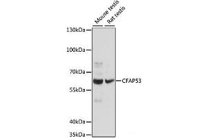 CCDC11 Antikörper