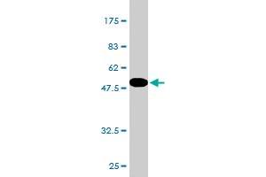 Western Blot detection against Immunogen (51. (NOTCH2NL antibody  (AA 1-236))