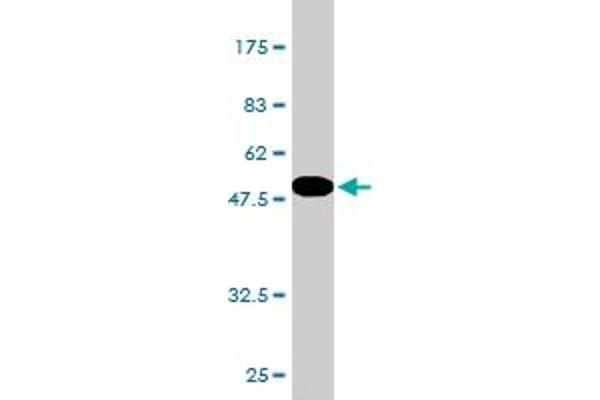 NOTCH2NL antibody  (AA 1-236)
