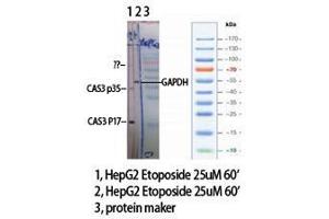 Western Blot (WB) analysis of specific cells using Cleaved-Caspase-3 p17 (D175) Polyclonal Antibody. (Caspase 3 p17 (Asp175), (cleaved) antibody)