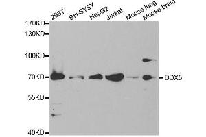 Western blot analysis of extracts of various cell lines, using DDX5 antibody. (DDX5 antibody)