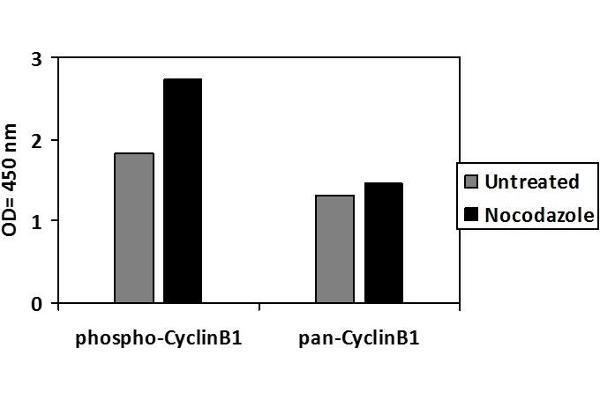 Cyclin B1 ELISA Kit