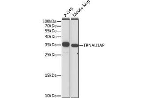 Western blot analysis of extracts of various cell lines, using TRNAP antibody (ABIN7271006) at 1:1000 dilution. (TRNAU1AP antibody  (AA 1-287))
