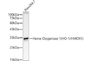 Western Blotting (WB) image for anti-Heme Oxygenase (Decycling) 1 (HMOX1) antibody (ABIN7267605)