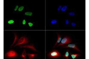 Immunofluorescence of Histone H3 [monomethyl Lys79-Me1]: Histone H3 K79me1 antibody was tested in Hela cells with DyLight 488 (green). (Histone 3 antibody  (H3K79me))
