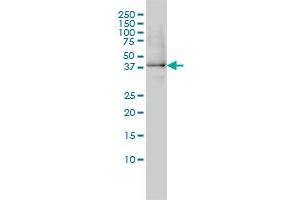 GPN1 antibody  (AA 9-118)