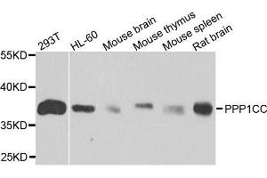 Western blot analysis of extracts of various cell lines, using PPP1CC antibody.