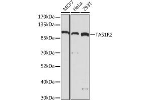 Western blot analysis of extracts of various cell lines, using TR2 Rabbit pAb (ABIN7270734) at 1:1000 dilution. (TAS1R2 antibody  (AA 450-550))