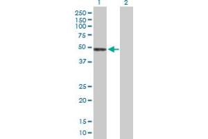 Western Blot analysis of PLEKHO1 expression in transfected 293T cell line by PLEKHO1 MaxPab polyclonal antibody.