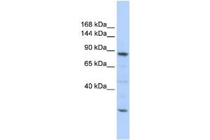 Western Blotting (WB) image for anti-CDC5 Cell Division Cycle 5-Like (S. Pombe) (CDC5L) antibody (ABIN2458488)