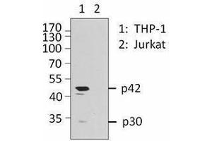 Western Blotting (WB) image for anti-CCAAT/enhancer Binding Protein (C/EBP), alpha (CEBPA) antibody (ABIN2664083) (CEBPA antibody)