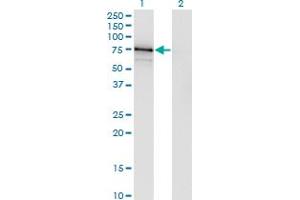Western Blot analysis of ASPSCR1 expression in transfected 293T cell line by ASPSCR1 monoclonal antibody (M01), clone 3D10-1D11.
