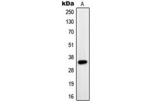 Western blot analysis of PAX9 expression in Jurkat (A) whole cell lysates. (PAX9 antibody  (Center))