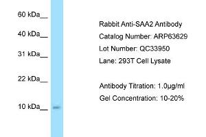 Western Blotting (WB) image for anti-Serum Amyloid A2 (SAA2) (C-Term) antibody (ABIN2789572)
