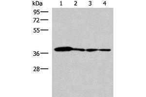 Western blot analysis of 293T PC3 A549 and HepG2 cell lysates using ELAC1 Polyclonal Antibody at dilution of 1:800 (ELAC1 antibody)
