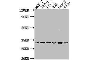 Western Blot Positive WB detected in: MCF-7 whole cell lysate, THP-1 whole cell lysate, PC-3 whole cell lysate, 293 whole cell lysate, HepG2 whole cell lysate, A549 whole cell lysate All lanes: CD8A antibody at 1:2000 Secondary Goat polyclonal to rabbit IgG at 1/50000 dilution Predicted band size: 26, 22, 31 kDa Observed band size: 31 kDa (Recombinant CD8 alpha antibody)