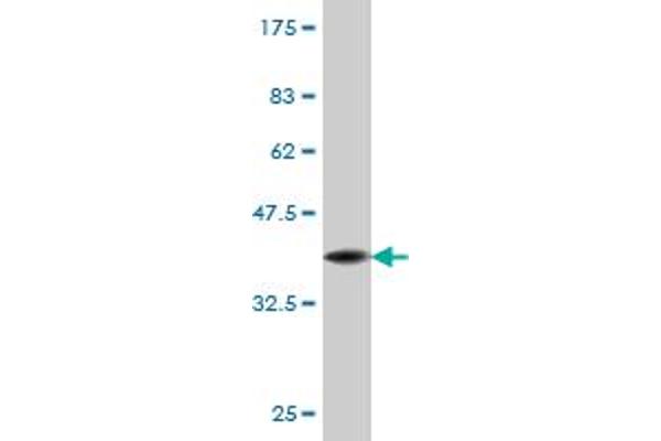 TLK2 antibody  (AA 1-126)