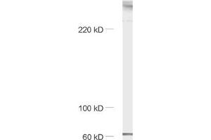 dilution: 1 : 1000, sample: mouse brain homogenate (Piccolo antibody  (AA 2011-2350))