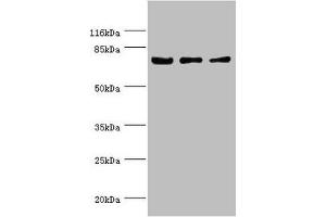 Western blot All lanes: KLC1 antibody at 1. (KLC1 antibody  (AA 274-573))