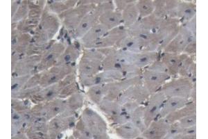 Detection of LDHA in Porcine Heart Tissue using Polyclonal Antibody to Lactate Dehydrogenase A (LDHA) (Lactate Dehydrogenase A antibody  (AA 1-332))