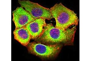 Immunofluorescence analysis of Hela cells using CD369 mouse mAb (green). (CLEC7A antibody  (AA 66-247))