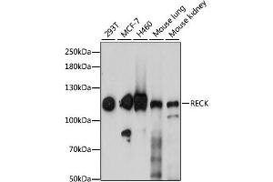 Western blot analysis of extracts of various cell lines, using RECK antibody (ABIN7269954) at 1:1000 dilution. (RECK antibody  (AA 110-210))