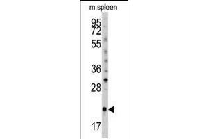 Western blot analysis of (S61) in mouse spleen tissue lysates (35ug/lane)