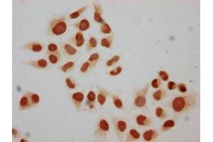 Immunocytochemistry analysis of ABIN7139592 diluted at 1:10 and staining in Hela cells performed on a Leica BondTM system. (Histone H2B antibody  (meLys15))