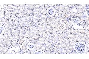 Detection of MMP7 in Bovine Kidney Tissue using Polyclonal Antibody to Matrix Metalloproteinase 7 (MMP7) (MMP7 antibody  (AA 29-267))