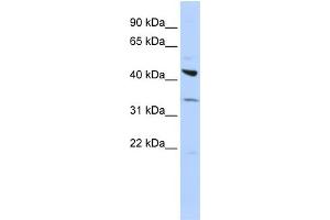 WB Suggested Anti-ADRB2 Antibody Titration:  0. (beta 2 Adrenergic Receptor antibody  (Middle Region))