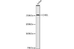 Western blot analysis of extracts of Jurkat cells, using CHD1 antibody (ABIN6133620, ABIN6138500, ABIN6138501 and ABIN7101818) at 1:500 dilution.