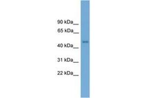 Image no. 1 for anti-Forkhead Box D4-Like 1 (FOXD4L1) (N-Term) antibody (ABIN6744521) (FOXD4L1 antibody  (N-Term))