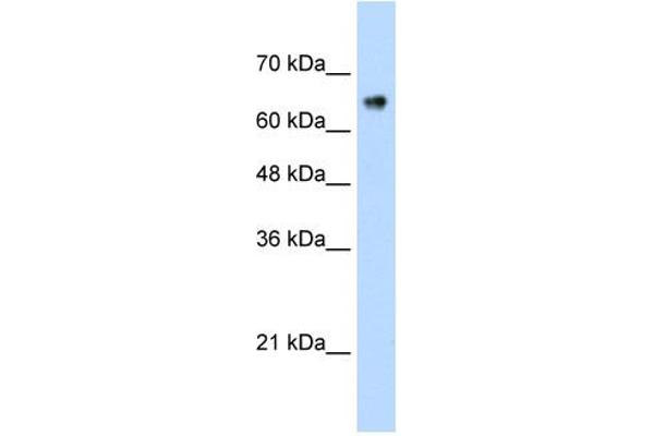 ZNF326 antibody  (C-Term)
