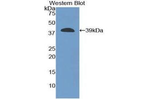 Western Blotting (WB) image for anti-Carboxypeptidase B1 (Tissue) (CPB1) (AA 109-415) antibody (ABIN1858473) (CPB1 antibody  (AA 109-415))